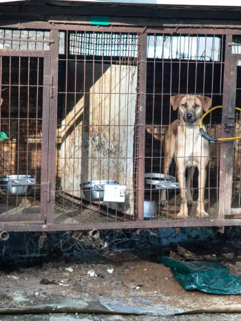 Dogs on a dog meat farm in South Korea